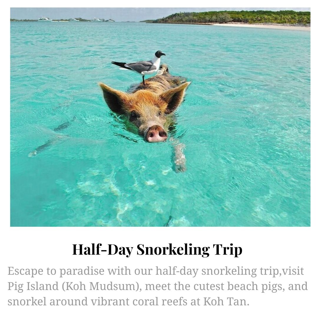 Half-Day Snorkelling
