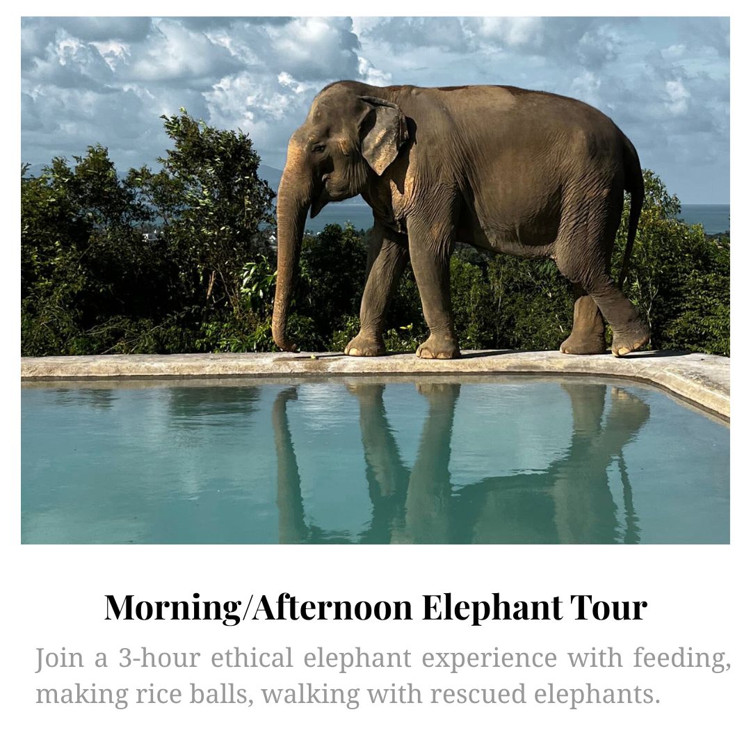 Elephant Tour